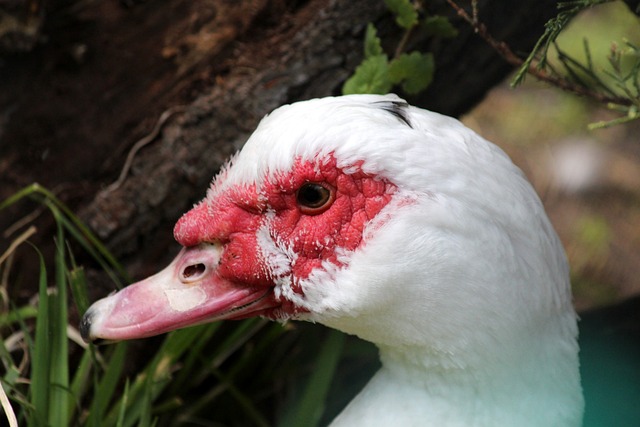 而最终科比 而最终科比